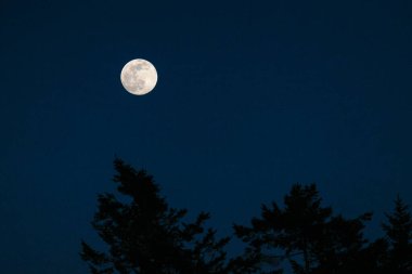 Bir ormanın siluetinin üzerinde yükselen dolunayın alçak açılı görüntüsü