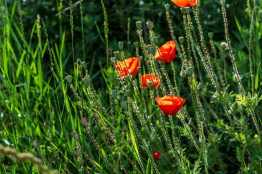 Güzel kırmızı gelincikler gün batımında tarlada.