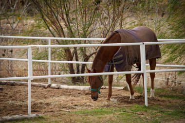 Güzel kahverengi at saman yiyor.