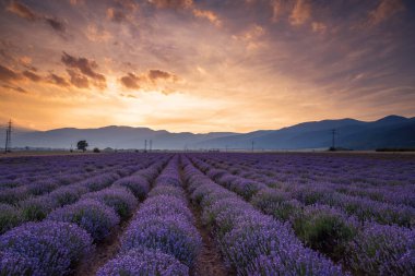 Bulgaristan 'da günbatımında bir tarlada açan lavanta.