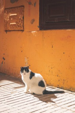 Medine 'de turuncu bir duvarın önünde bir kedi oturuyor.