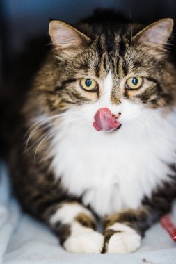 Uzun Dili Çıkmış Yumuşak Kedi