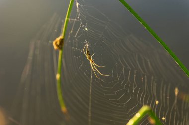 Örümcek ağındaki çiy damlaları. Çiy damlalarında örümcek ağı. Makro doğada güzel renkler.