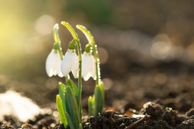 İlk bahar çiçekleri Sabah damlalarıyla.