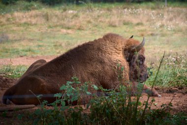 İspanya 'nın kuzeyinde bir bufalo