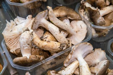 Barcelona 'daki Mercado La Boqueria Pazarı' nda mantar ve mantar.