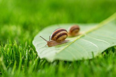 Güzel bir salyangoz sabah çiğ, makro, yumuşak odaklı.