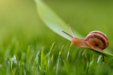 Güneşli bir günde çimlerde salyangoz.