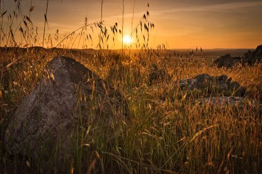 Tarlada güzel bir alacakaranlık, arka planda çimenler ve kayalar.
