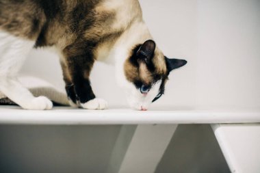 Sevimli ve Sevimli Kedicik ve Davranışlı Kedi Portresi