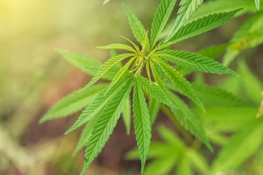 Bulanık doğal bir arka planda kenevir yaprağı. Seçici odak.