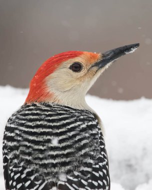 Kış Karında Kırmızı Göbekli Ağaçkakan Kapanışı