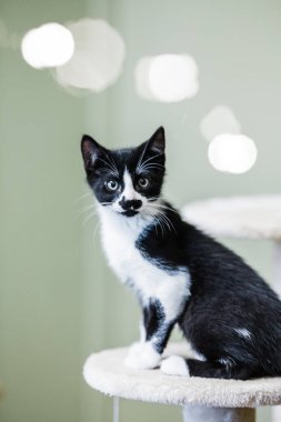 Siyah ve Beyaz Kedi Kameraya Bakıyor