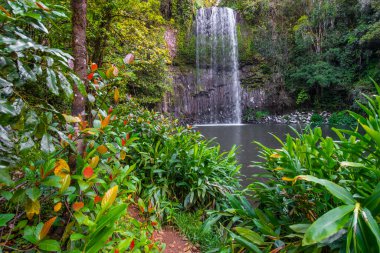 18 metre yüksekliğindeki Millaa Millaa Şelalesi Queensland 'de