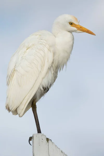 Cattle Egret Perched Fence Post — Stockfoto