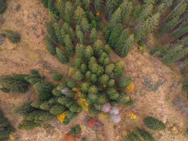 Vertikale Luftaufnahme Des Herbstwaldes — Stockfoto