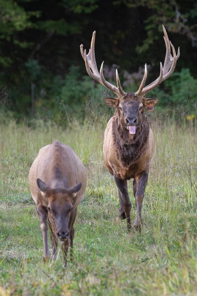 Wapiti Taureau Faisant Une Pause Dans Champ — Photo