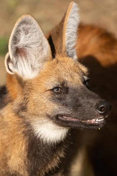 Maned Wolf Looking Distance — Stock Photo, Image