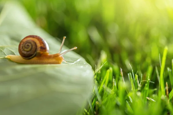 Beautiful Lovely Snail Grass Morning Dew Macro Soft Focus Grass — Stock Photo, Image
