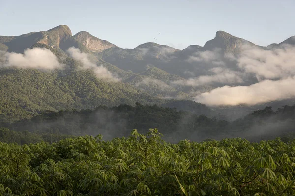 Belle Vue Verdoyante Sur Plantation Manioc Les Montagnes Forêt Tropicale — Photo