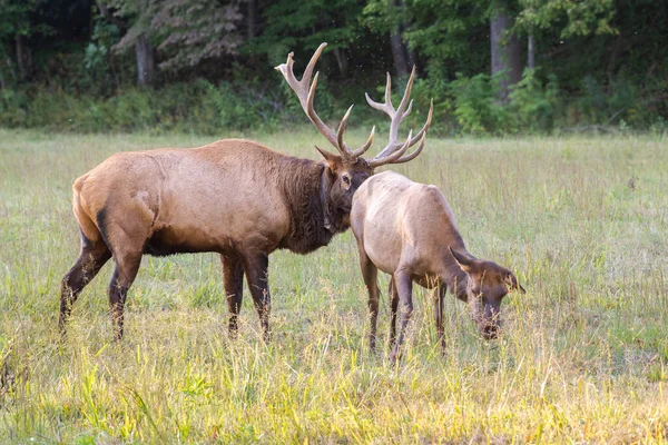 Bull Elk Bugling Late Afternoon — Stock Photo, Image