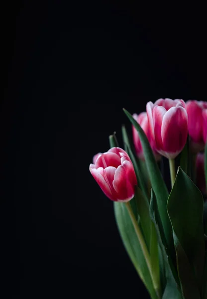 Boeket Van Roze Tulpen Omzoomd Wit Tegen Een Zwarte Achtergrond — Stockfoto