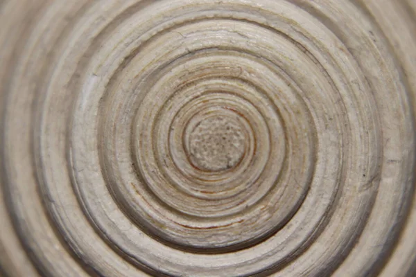 Espiral Madeira Circular Branco — Fotografia de Stock