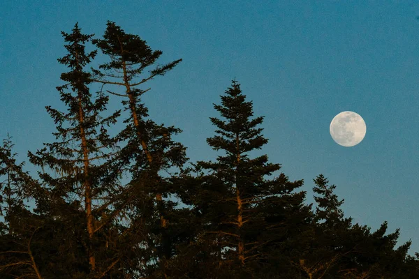 Une Pleine Lune Levant Dessus Une Forêt Feuilles Persistantes Coucher — Photo