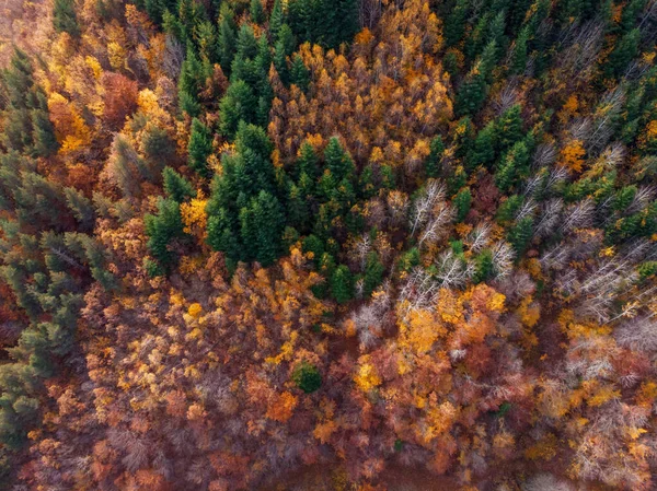 Vertikale Luftaufnahme Des Herbstwaldes — Stockfoto