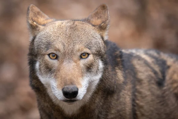 Portrait Red Wolf — Stock Photo, Image