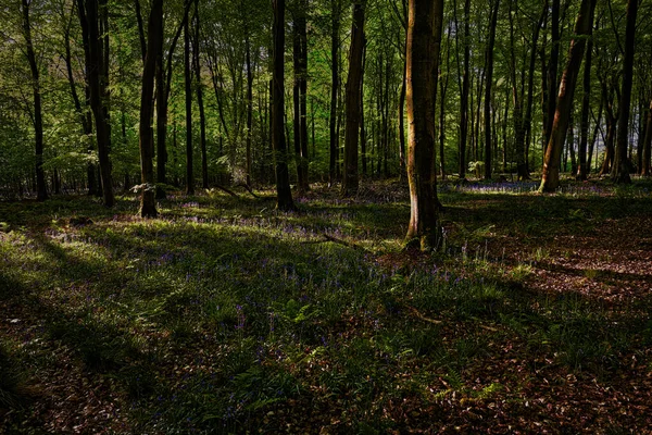 Woodland Bluebells Shadow Wschód Słońca — Zdjęcie stockowe