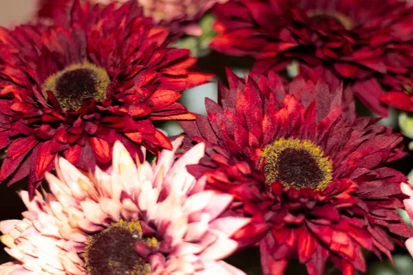Detail Flowers Color Red Pink Tones Sunflowers — Stock Photo, Image