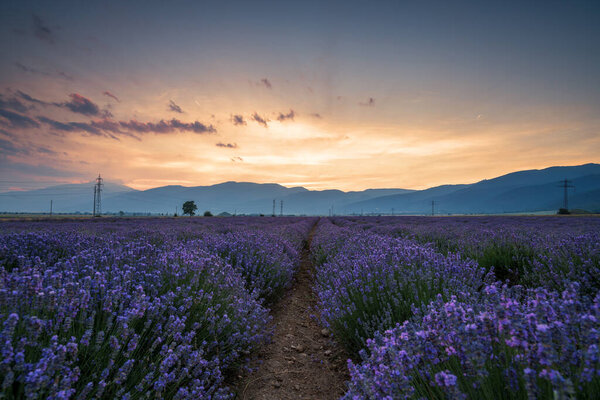 Blooming lavender in a field at sunset in Bulgaria.