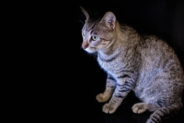 Милий Чарівний Портрет Кошеняти Кішки Поведінкою Персами — стокове фото