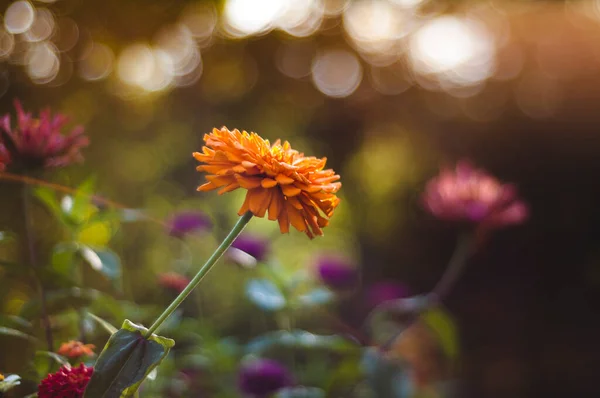 Zinna Naranja Florece Jardín Mientras Sol Pone — Foto de Stock