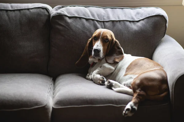 Tembel Basset av köpeği evdeki kanepeye uzandı.