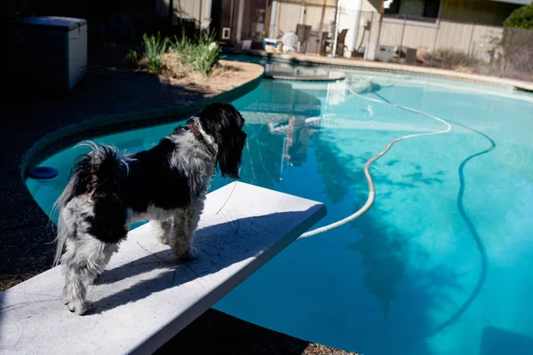 Pool Service Clean and Refreshing Pool with Blue Water and Dog