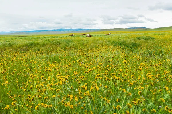 Idyllic California Hillsides Cheio Flores Silvestres Bloom Depois — Fotografia de Stock