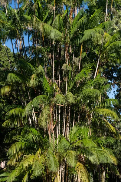 Detail Krásných Zelených Palem Rostoucích Společně Botanické Zahradě Rio Janeiro — Stock fotografie