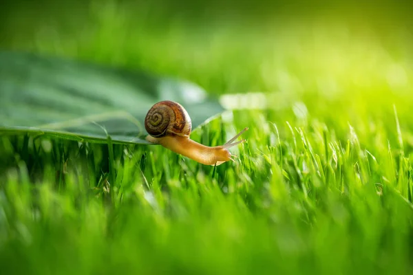 Schnecke Auf Dem Gras Einem Sonnigen Tag Aus Nächster Nähe — Stockfoto