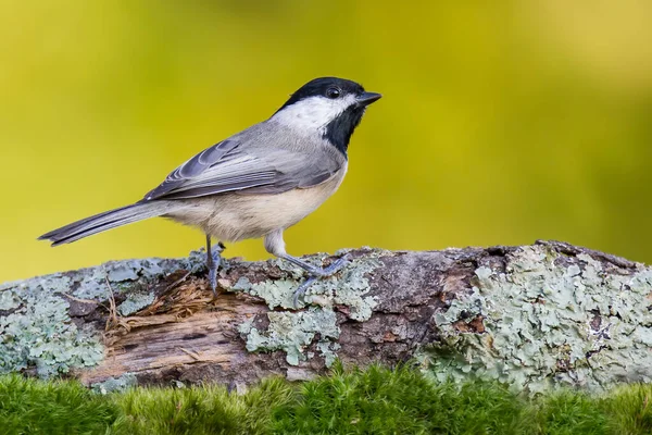 Une Mésange Caroline Perchée Sur Tronc — Photo