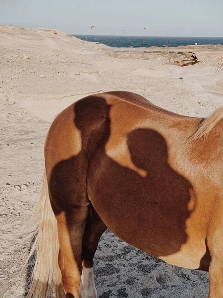 Nahaufnahme Von Mann Und Kind Schatten Projiziert Auf Pferdehaut — Stockfoto