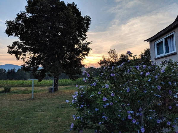 Solnedgång Gård Med Blommor Och Ett Träd — Stockfoto