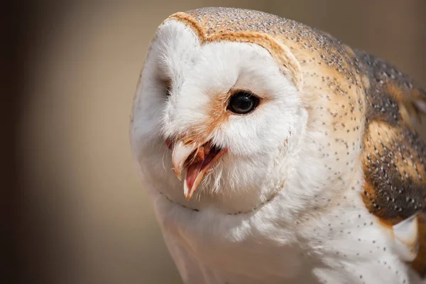 Spärrad Uggla Närbild Porträtt — Stockfoto