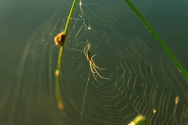 Des Gouttes Rosée Dans Une Toile Araignée Cobweb Dans Les — Photo