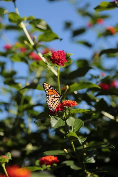 Una Mariposa Monarca Alimentándose Una Flor Verbeana — Foto de Stock