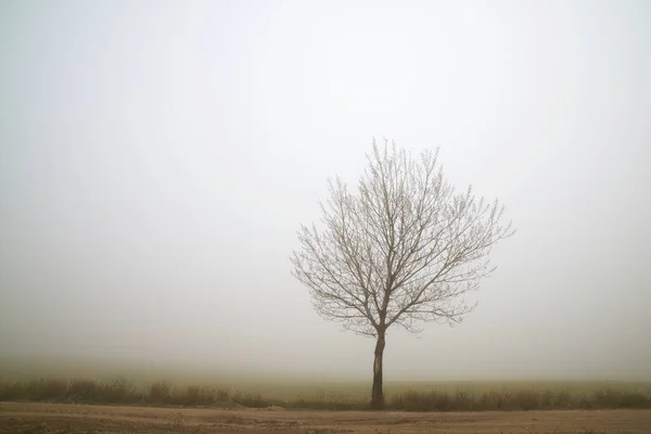 Árvore Entre Nevoeiro Província Zaragoza Espanha — Fotografia de Stock