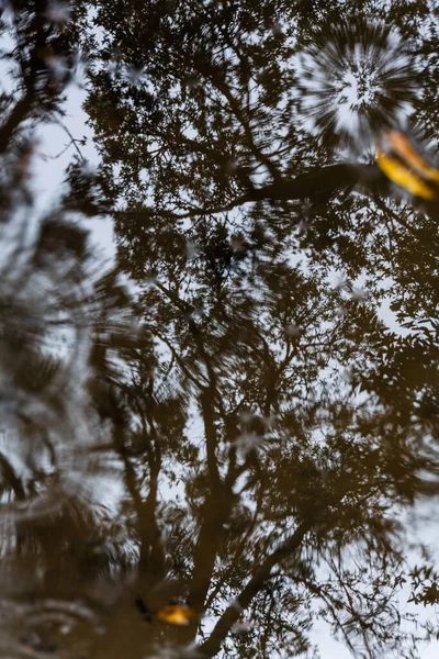 Tree canopy reflected in pool of water on trail