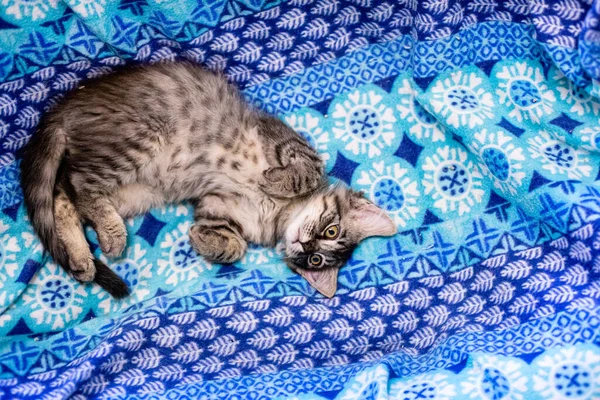 Gatito Lindo Adorable Retrato Gato Con Comportamiento Pares —  Fotos de Stock