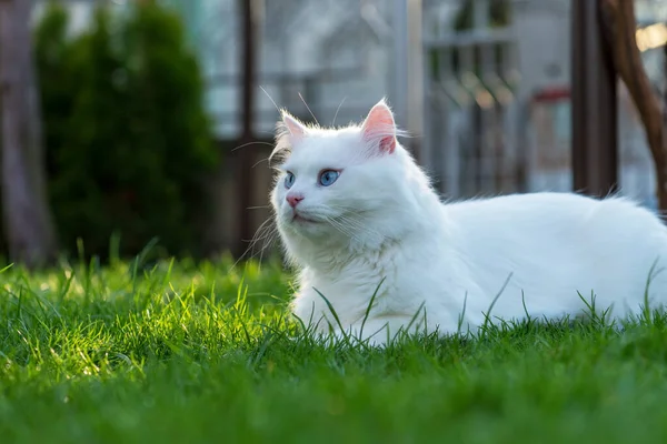 Cute Biały Kotek Patrząc Trawie — Zdjęcie stockowe